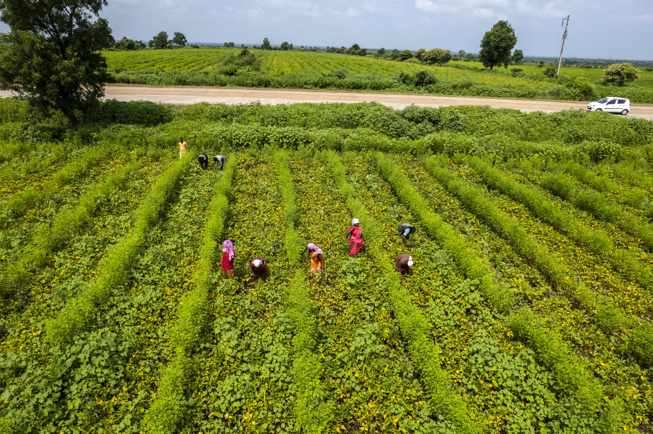 Aerial view of Indian turmeric field