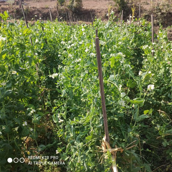 WhatsApp-Image-2024-08-27-at-14.33.55_e85b6665-600x600