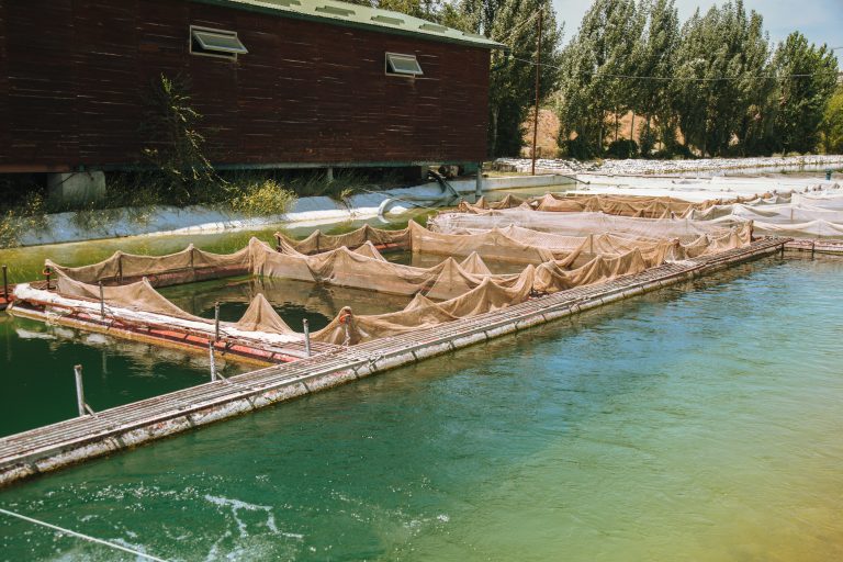 cages-for-fish-farming-in-pond-with-freshwater-2023-11-27-05-00-07-utc-768x512