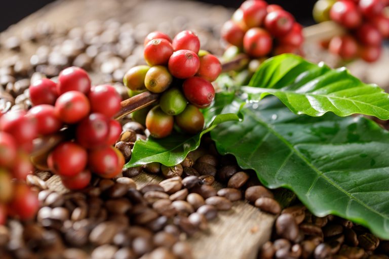 coffee-beans-on-coffee-green-leaves-on-wooden-back-2023-11-27-05-32-33-utc-768x512